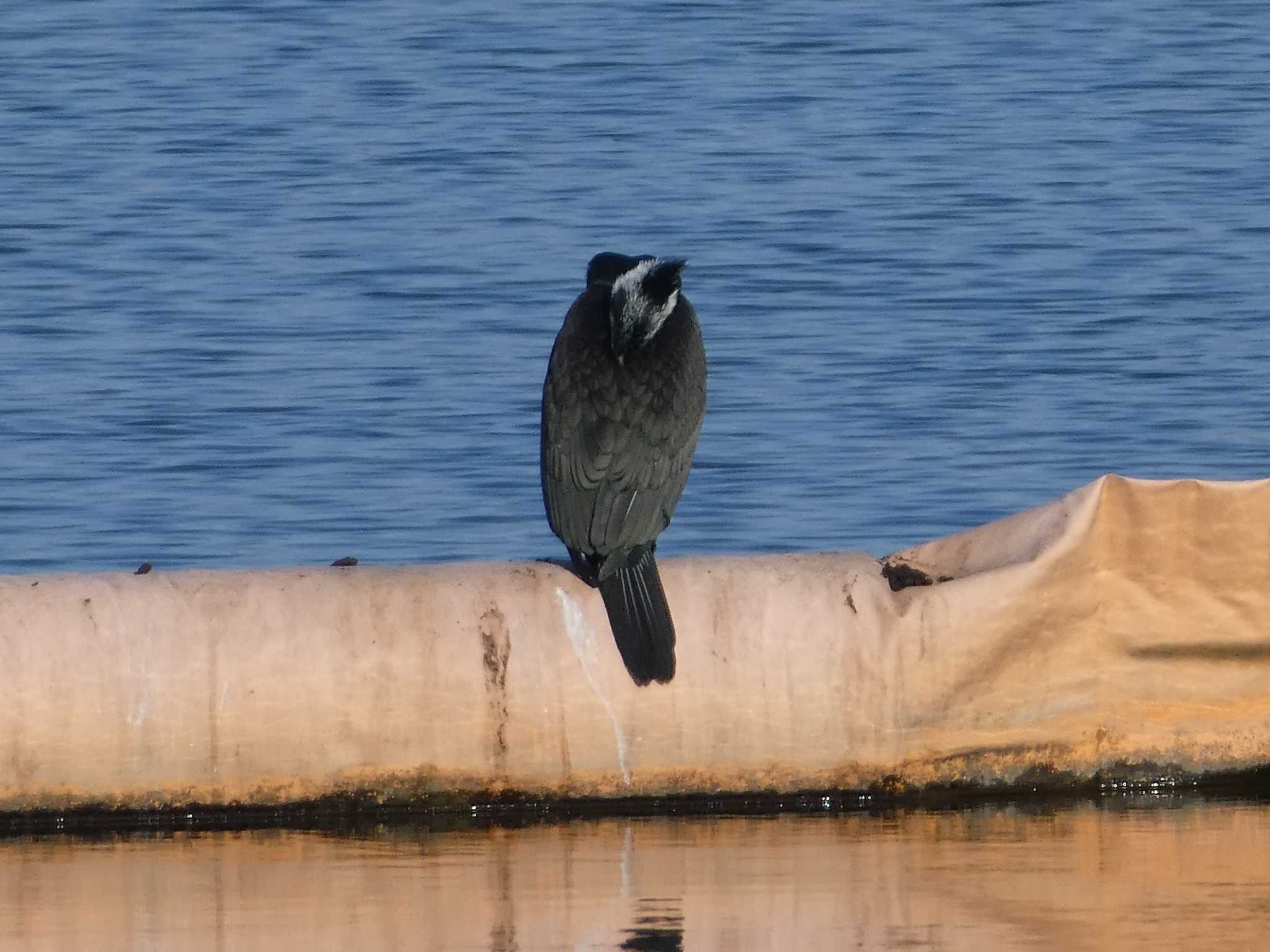 相模原沈殿池 カワウの写真 by Kozakuraband