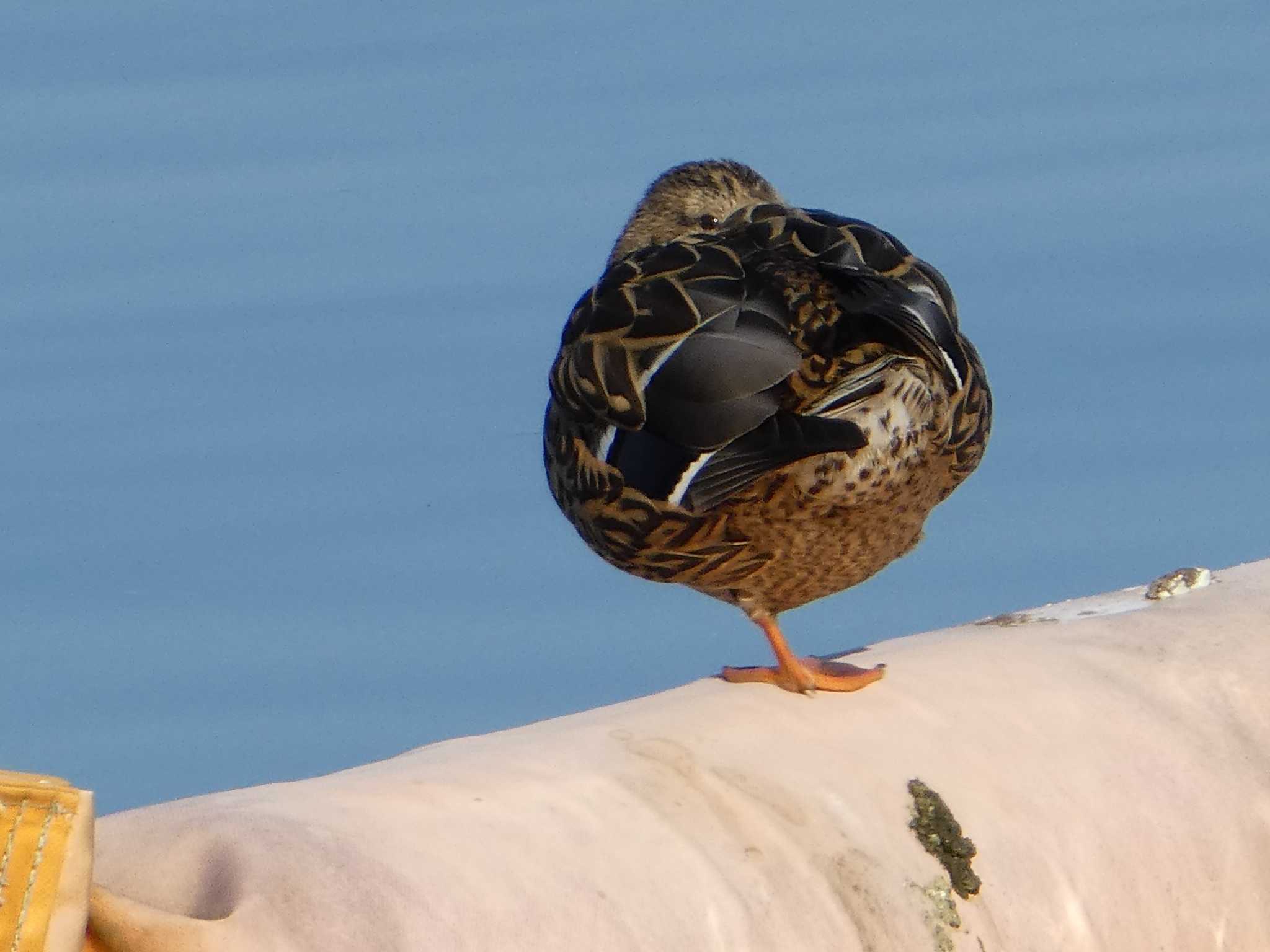 相模原沈殿池 マガモの写真 by Kozakuraband