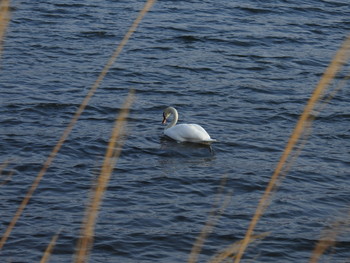 Mute Swan Yamanakako Lake Sun, 3/19/2017