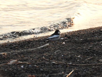 2017年3月19日(日) 山中湖の野鳥観察記録