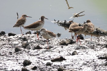 Common Redshank Sungei Buloh Wetland Reserve Sat, 1/26/2019