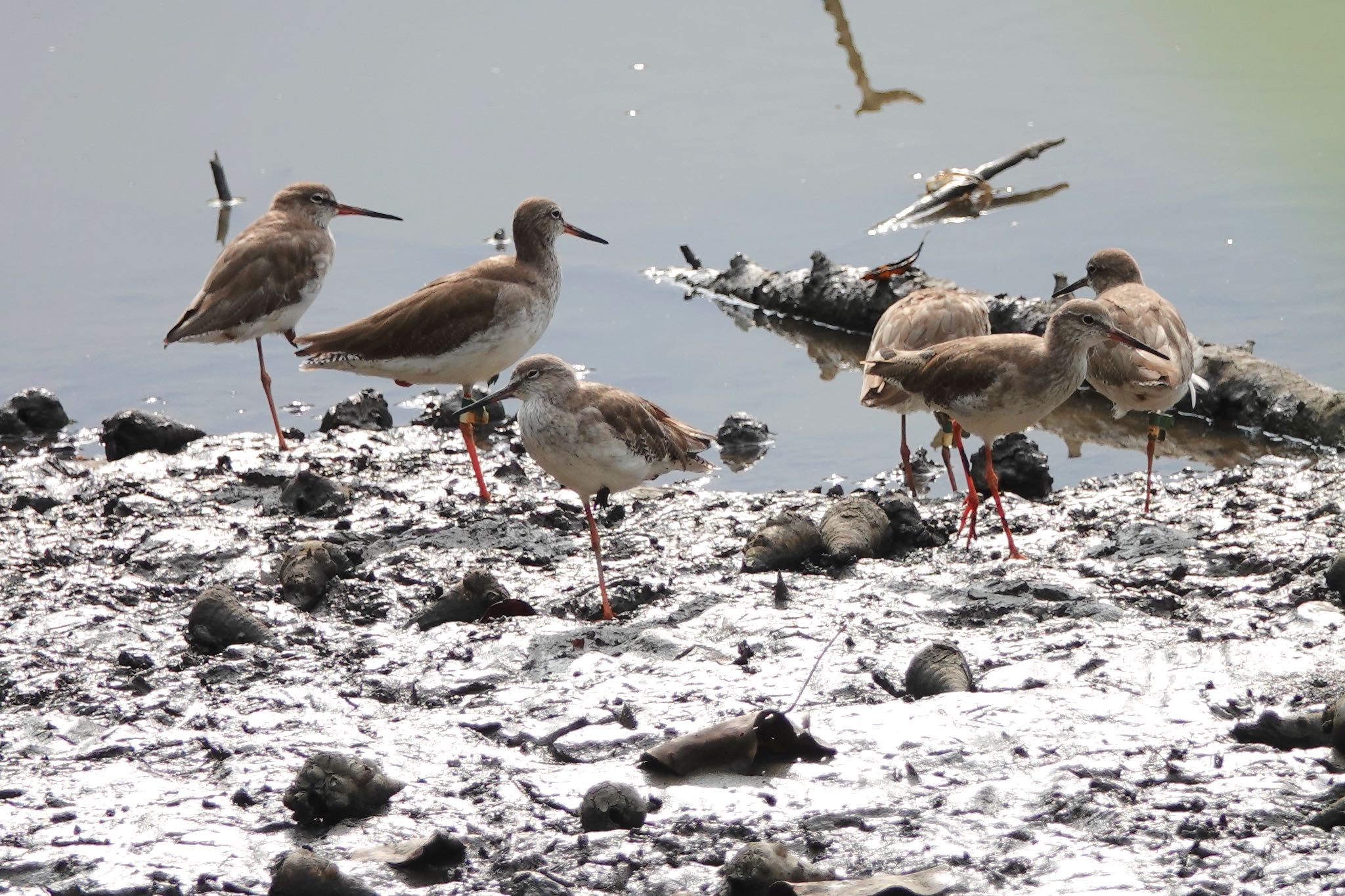 Sungei Buloh Wetland Reserve アカアシシギの写真 by のどか