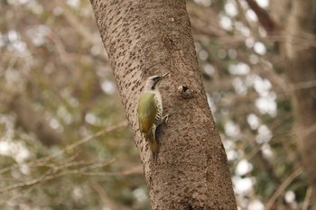 2019年2月5日(火) 三ツ池公園(横浜市鶴見区)の野鳥観察記録