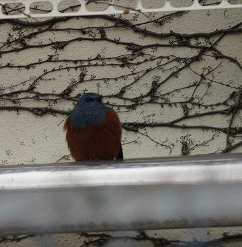 Blue Rock Thrush Minatomirai Mon, 2/4/2019