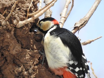Great Spotted Woodpecker(japonicus) 屯田防風林 Tue, 2/5/2019