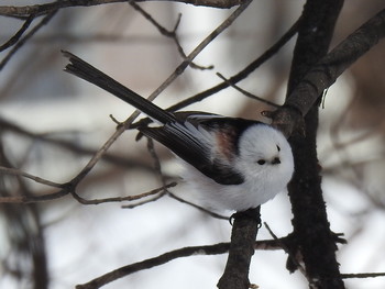 Long-tailed tit(japonicus) 屯田防風林 Tue, 2/5/2019