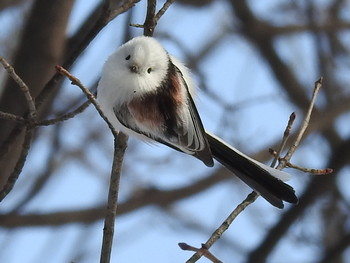 Long-tailed tit(japonicus) 屯田防風林 Tue, 2/5/2019