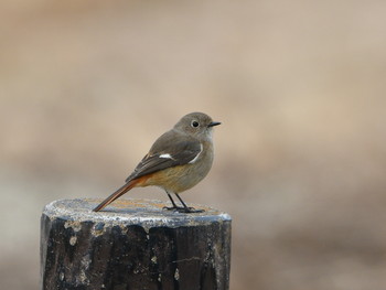 2019年1月28日(月) 三重県の野鳥観察記録