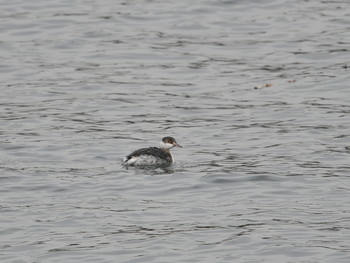 Horned Grebe