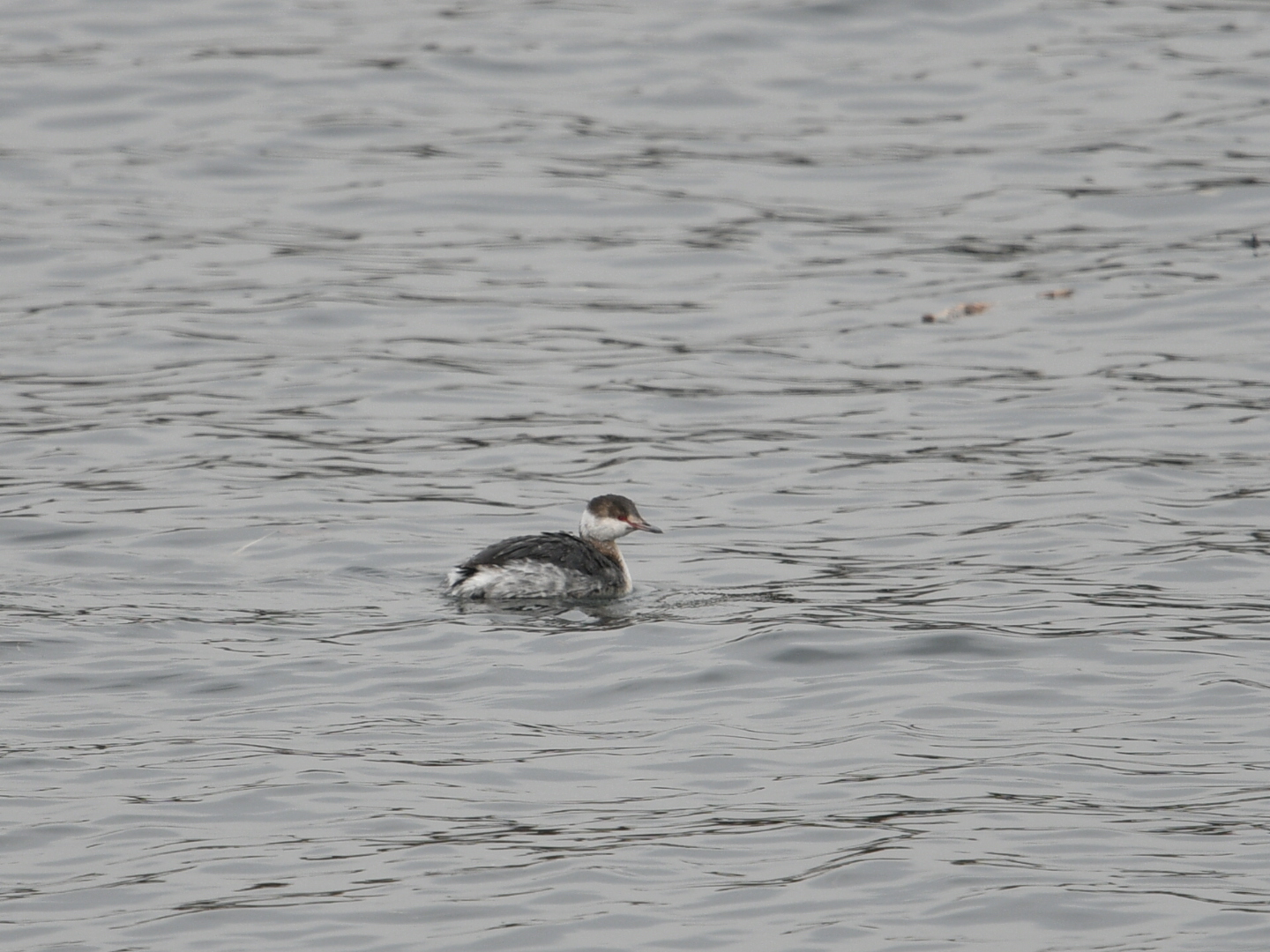 Photo of Horned Grebe at 三重県 by Yuki86