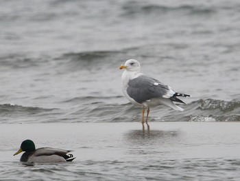 Lesser Black-backed Gull(heuglini)