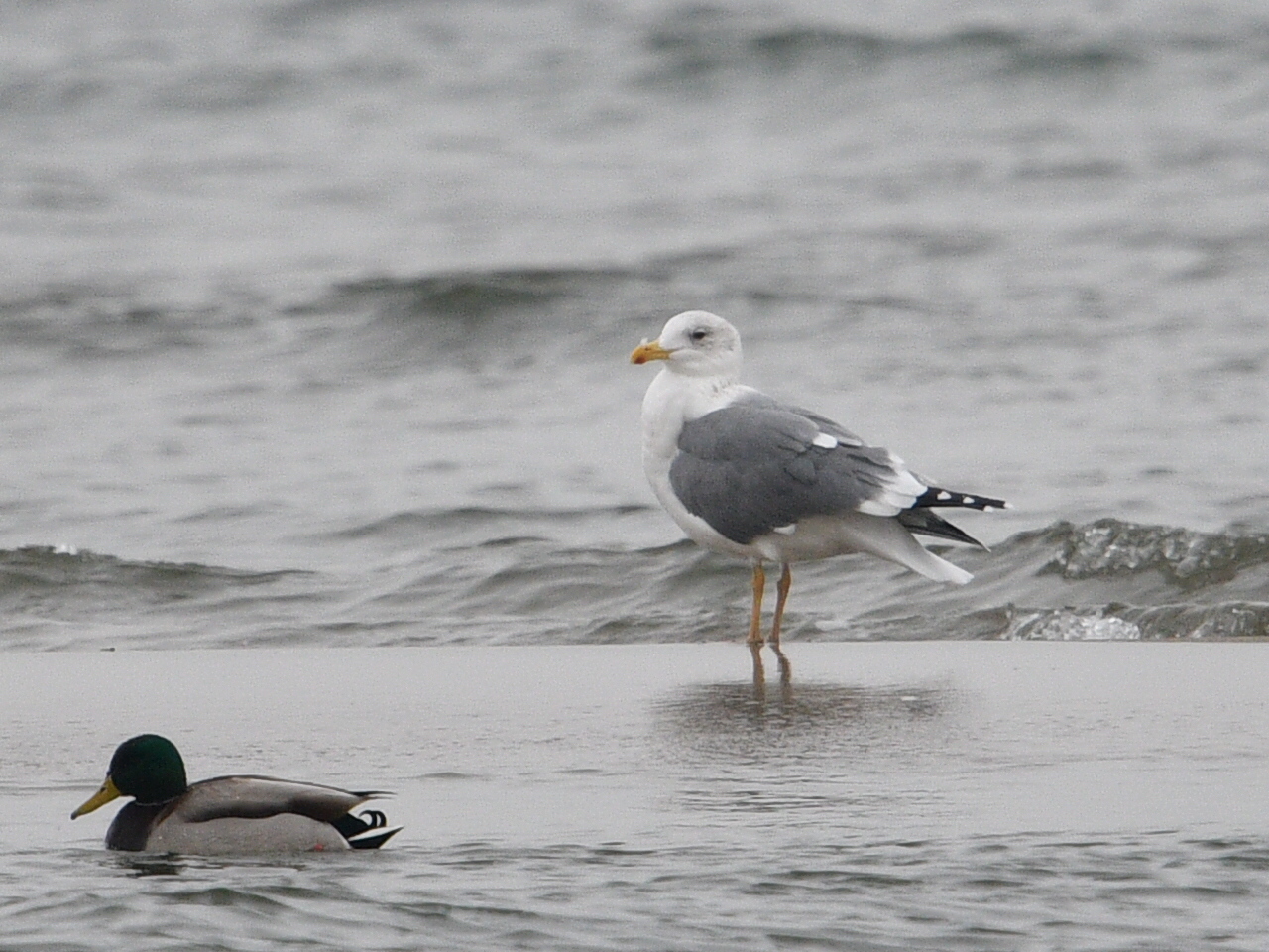 Photo of Lesser Black-backed Gull(heuglini) at 三重県 by Yuki86