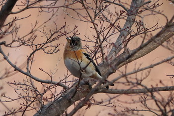 Brambling 峯公園 Tue, 2/5/2019