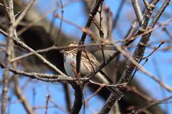 Rustic Bunting 峯公園 Tue, 2/5/2019