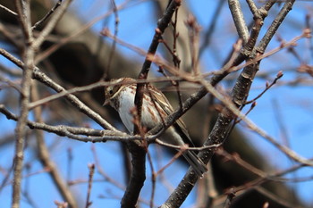 Rustic Bunting 峯公園 Tue, 2/5/2019