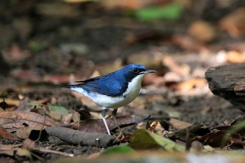 Siberian Blue Robin Cat Tien National Park Fri, 11/30/2018