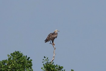 シロハラウミワシ Sungei Buloh Wetland Reserve 2019年1月26日(土)