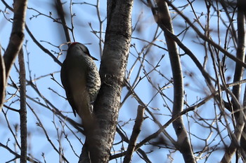 Japanese Green Woodpecker Unknown Spots Tue, 2/5/2019