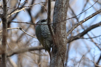 Japanese Green Woodpecker Unknown Spots Tue, 2/5/2019