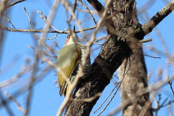 Japanese Green Woodpecker 峯公園 Tue, 2/5/2019