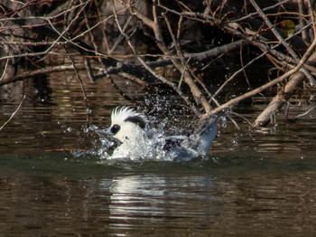 Smew 平城宮跡 Tue, 2/5/2019