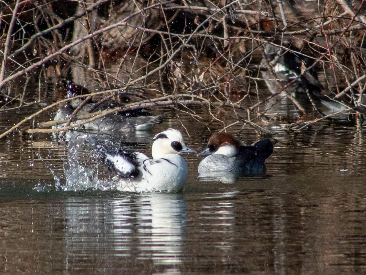 Photo of Smew at 平城宮跡 by veritas_vita