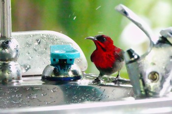 Sat, 1/26/2019 Birding report at Sungei Buloh Wetland Reserve