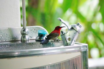 Crimson Sunbird Sungei Buloh Wetland Reserve Sat, 1/26/2019