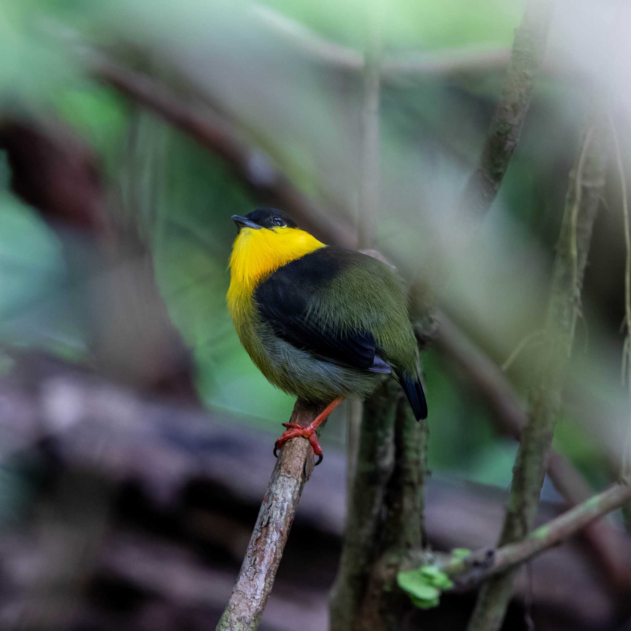 Pipeline Road(Gamboa) キノドマイコドリの写真 by Trio