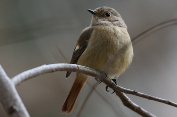 Daurian Redstart 東京都多摩地域 Tue, 2/5/2019