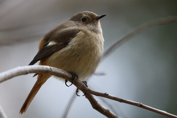 Daurian Redstart 東京都多摩地域 Tue, 2/5/2019