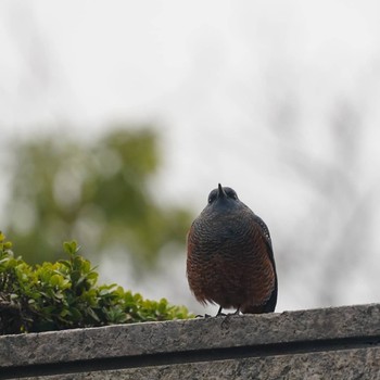 Blue Rock Thrush Minatomirai Tue, 2/5/2019