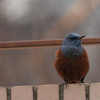 Blue Rock Thrush Minatomirai Tue, 2/5/2019