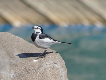 Wagtail 東山動植物園 Tue, 2/5/2019