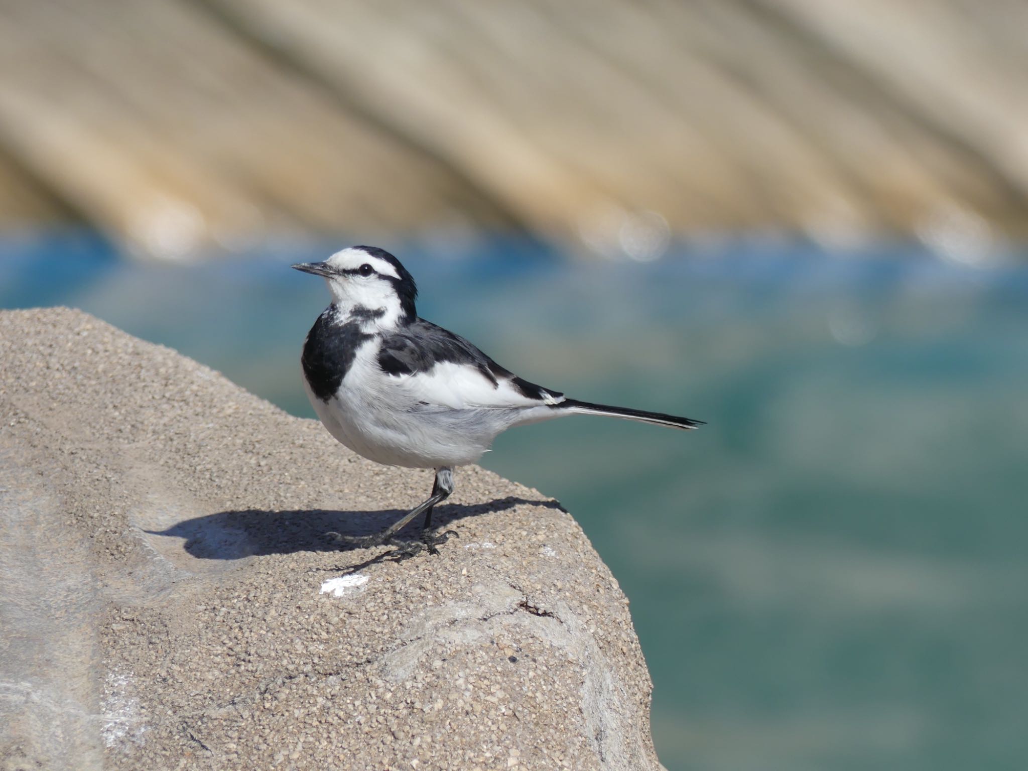 Photo of Wagtail at 東山動植物園 by azukimikan