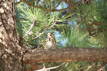 Olive-backed Pipit 直島(香川県) Mon, 2/4/2019