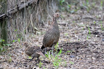 2018年7月12日(木) 加木屋緑地の野鳥観察記録