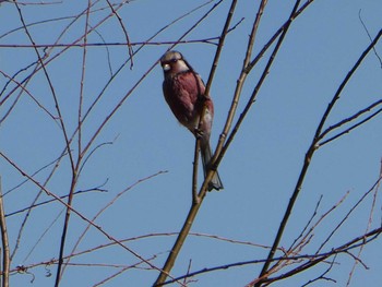 2019年2月3日(日) 多摩川二ヶ領宿河原堰の野鳥観察記録