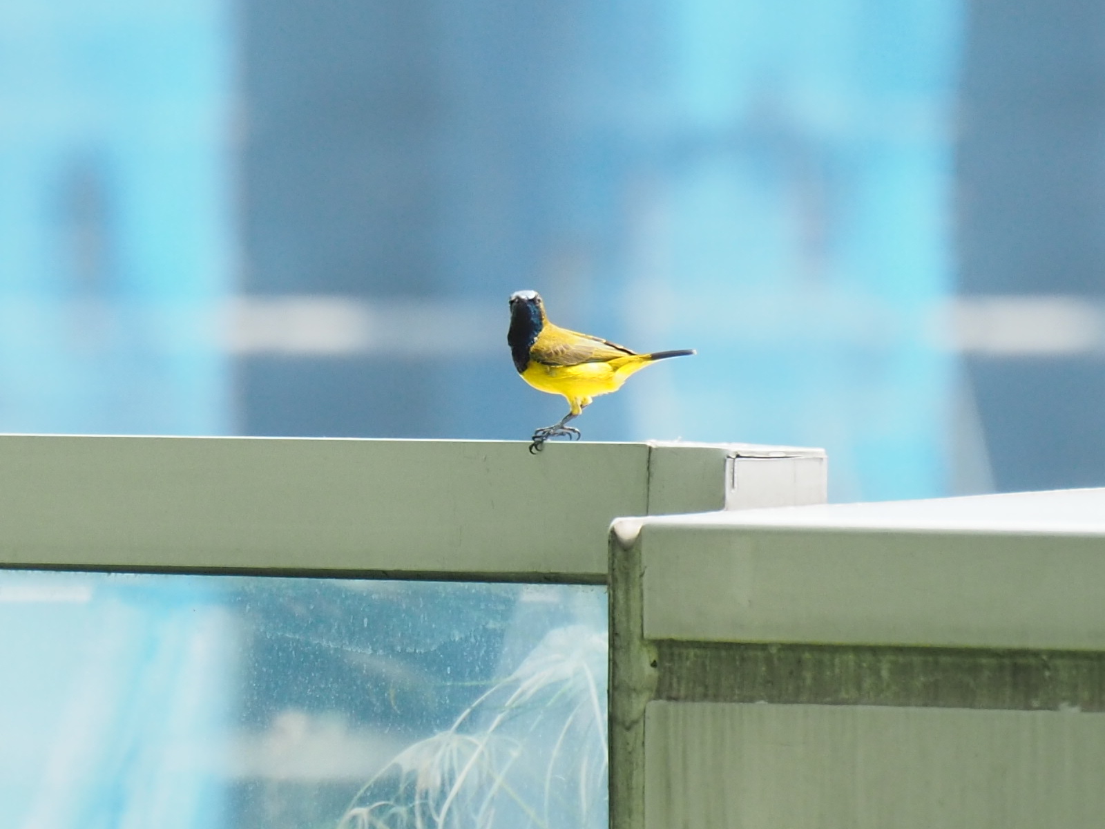 Marina Bay (Singapore) キバラタイヨウチョウの写真 by ryokawameister