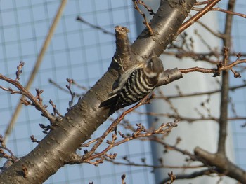 コゲラ 多摩川二ヶ領上河原堰 2019年2月3日(日)