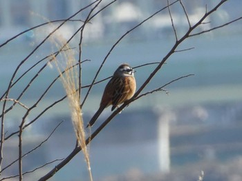 2019年2月3日(日) 多摩川二ヶ領上河原堰の野鳥観察記録