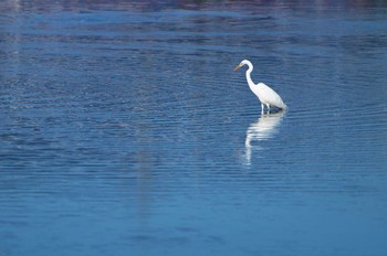 ダイサギ 酒匂川 2019年1月27日(日)