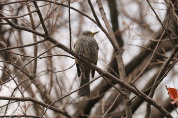 ヒヨドリ 三ツ池公園(横浜市鶴見区) 2019年2月5日(火)