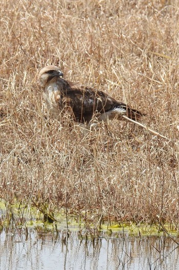 2017年3月25日(土) 葛西臨海公園の野鳥観察記録