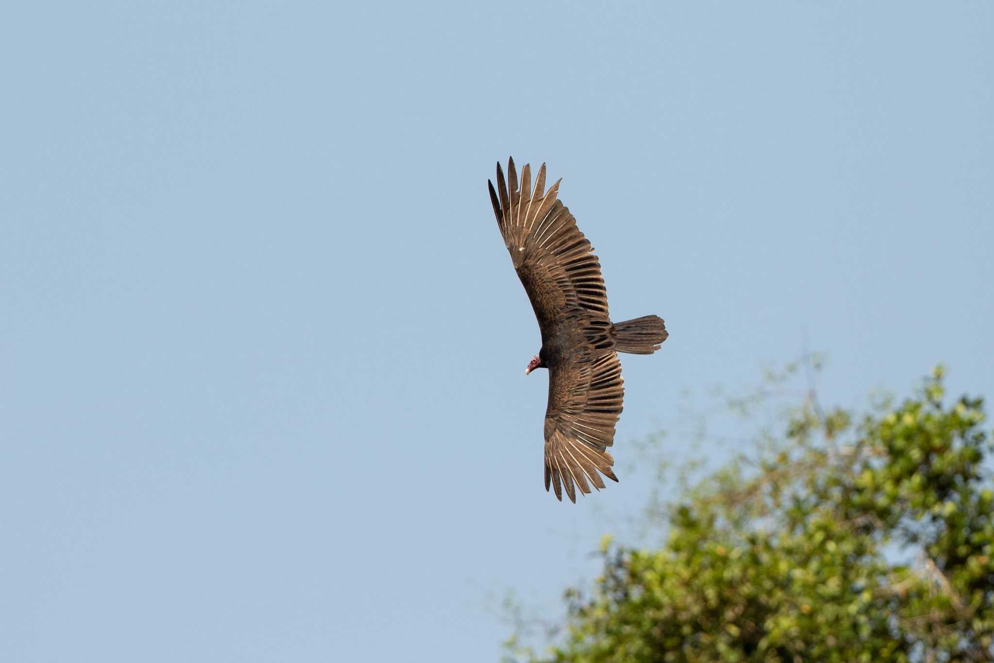 Photo of Turkey Vulture at Panama Rainforest Discovery Center by Trio