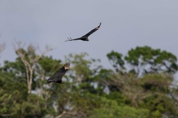 Black Vulture Gamboa Fri, 1/4/2019