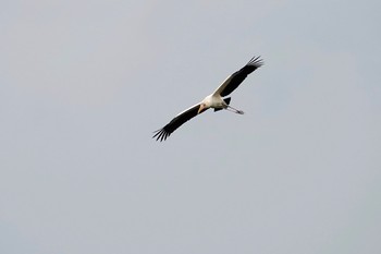 Milky Stork Sungei Buloh Wetland Reserve Sat, 1/26/2019