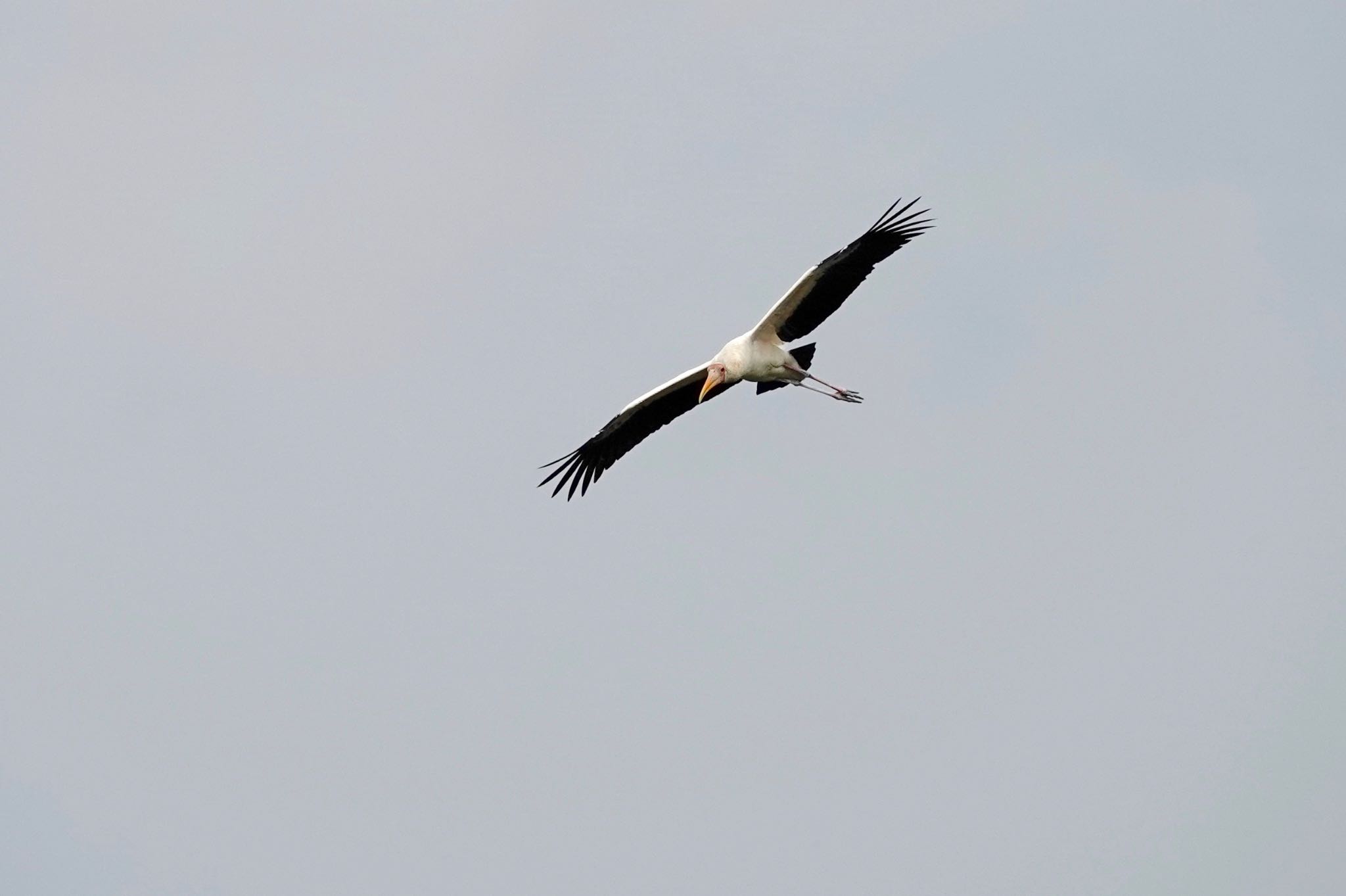 Sungei Buloh Wetland Reserve シロトキコウの写真 by のどか