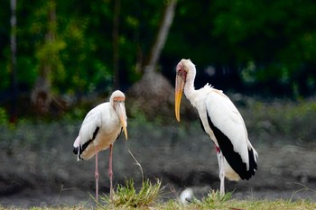 Milky Stork Sungei Buloh Wetland Reserve Sat, 1/26/2019