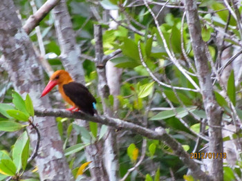 Brown-winged Kingfisher Langkawi Island(General Area) Unknown Date